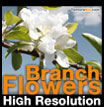 Branch Flowers High Resolution - blossom - leaf - judas - tree - cerisier - fleur