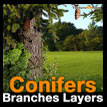 Conifer branches layers Conifere