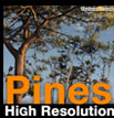 Pines High Resolution - pins maritimes - pin des landes - pinus pinaster - pinus halepensis