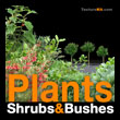 Plants Shrubs & Bushes - Plantes arbustes et buissons - texture