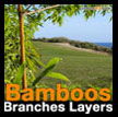 Bamboo branches layers Bambou