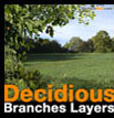 Decidious branches layers Feuillus