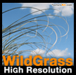 Wild Grass High Resolution Collection - graminoid - ornamental - wildflower - rush - fern - reed -lawn - herbe - gramine - jonc